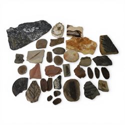 Large collection of plant fossils, including Annularia Sphenopsis, Cardiospermum coloraden...