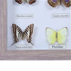 Entomology;  framed butterflies including Vidula sapor, Danidae, Cethosia Bibiis etc, H33cm, L43cm 