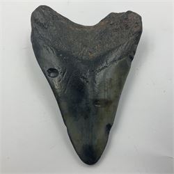 Black Megalodon (Otodus Megalodon) tooth fossil, age; Miocene period, H9cm, W7cm