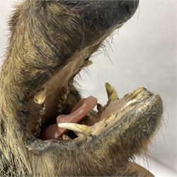 Taxidermy: European Wild Boar (Sus scrofa), adult male shoulder mount looking straight ahead mouth agape, mounted upon a wooden shield, D52cm