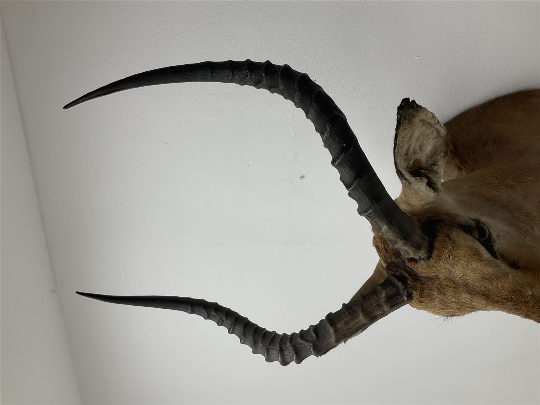 Taxidermy: Common Impala (Aepyceros melampus), adult male shoulder mount looking straight ahead, approximately H90cm