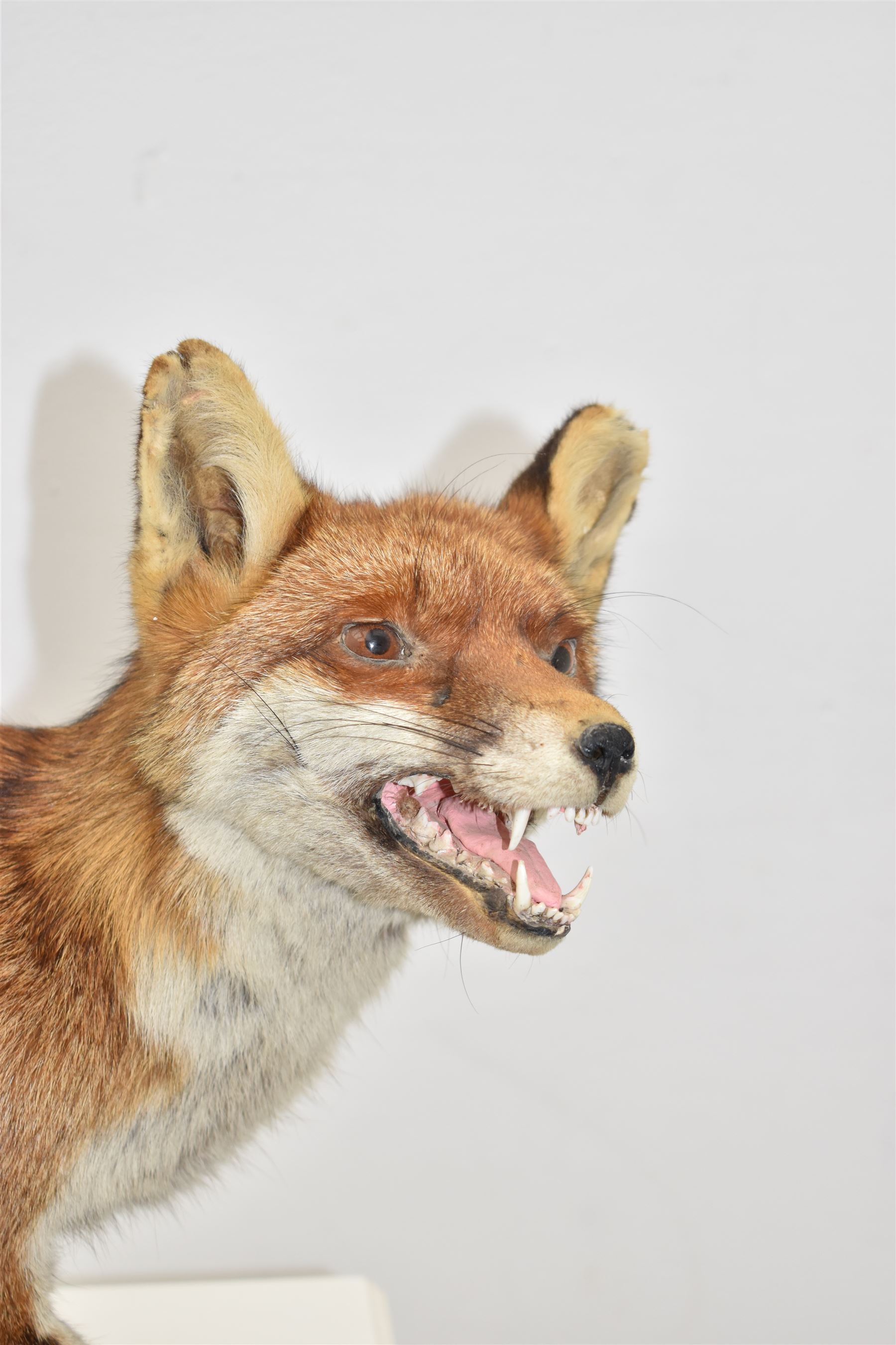 Taxidermy: Red Fox (Vulpes vulpes), full adult mount stood with mouth agape and mounted on an oak stepped plinth, H49cm