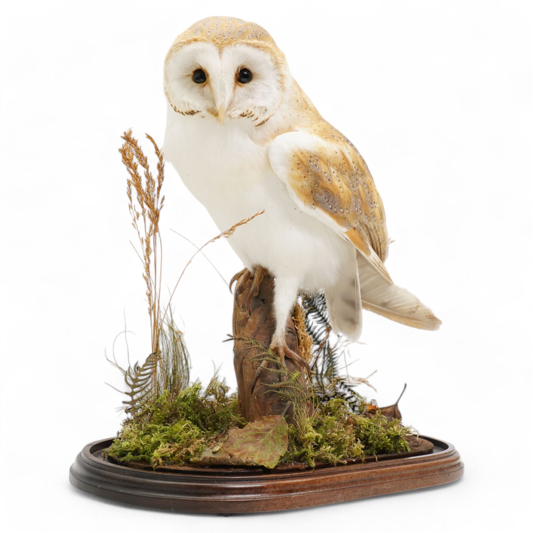 Taxidermy: Victorian Barn Owl (Tyto Alba), full male adult mount upon a tree stump in a naturalistic setting, enclosed within a later glass dome H42cm 