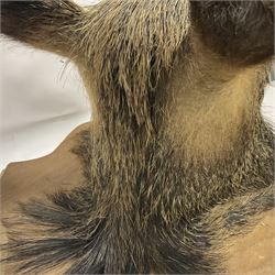 Taxidermy: European Wild Boar (Sus scrofa), adult male shoulder mount looking straight ahead mouth agape, mounted upon a wooden shield, D52cm