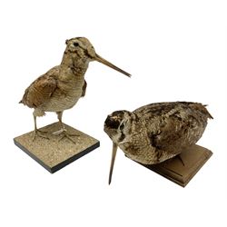 Taxidermy: Two Woodcock (Scolopax rusticola), both adult mounts on open display upon wooden bases, tallest example H22cm 