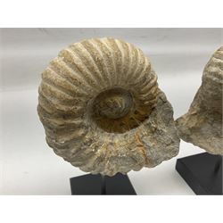 Pair of ammonite fossils, each individually mounted upon a rectangular wooden base, age; Cretaceous period, location; Morocco, H19cm