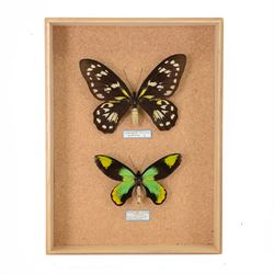 Entomology; pair of Queen Victoria birdwing butterflies (Ornithoptera Victoriae), male and female specimens, Please note due to Cities regulations this lot is available to UK buyers only, CITES annex B appendix II.