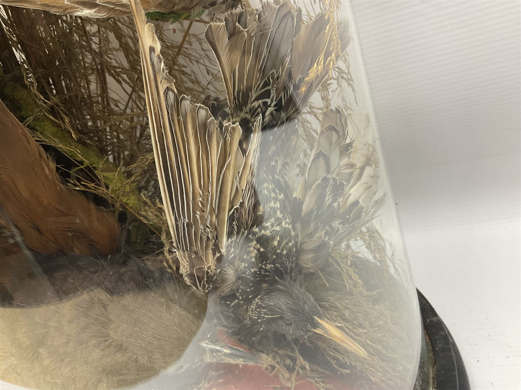 Taxidermy; large Victorian domed taxidermy diorama study of birds, with seventeen specimens including Ring Necked Parakeet, Blue Winged Warbler and Blackbird, the glass dome upon an ebonised wooden base, H77cm, W44cm