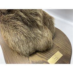 Taxidermy: Red Deer (Cervus elaphus), adult male imperial stag shoulder mount looking straight ahead, ten point antlers, mounted upon a shaped wooden shield, D65cm