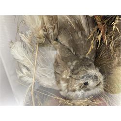 Taxidermy; large Victorian domed taxidermy diorama study of birds, with seventeen specimens including Ring Necked Parakeet, Blue Winged Warbler and Blackbird, the glass dome upon an ebonised wooden base, H77cm, W44cm