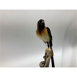 Taxidermy: Long-tailed paradise whydah (Vidua paradisaea) perched on a branch and cased in a glass dome with a circular ebonised based, H40cm. 