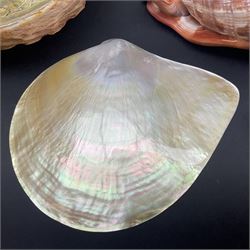 Conchology: selection of shells, including gold pearl oyster shell, mother of pearl turbo marmaratus shell, Cypraecassis Rufa red helmet shell, Mitre shell, Paua shell and others, largest D19cm