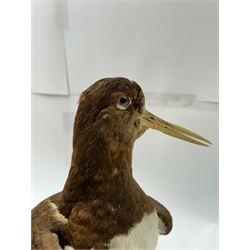 Taxidermy; Oystercatcher (Haematopus ostralegus), stoop upon driftwood upon a stepped wooden base, H35cm 