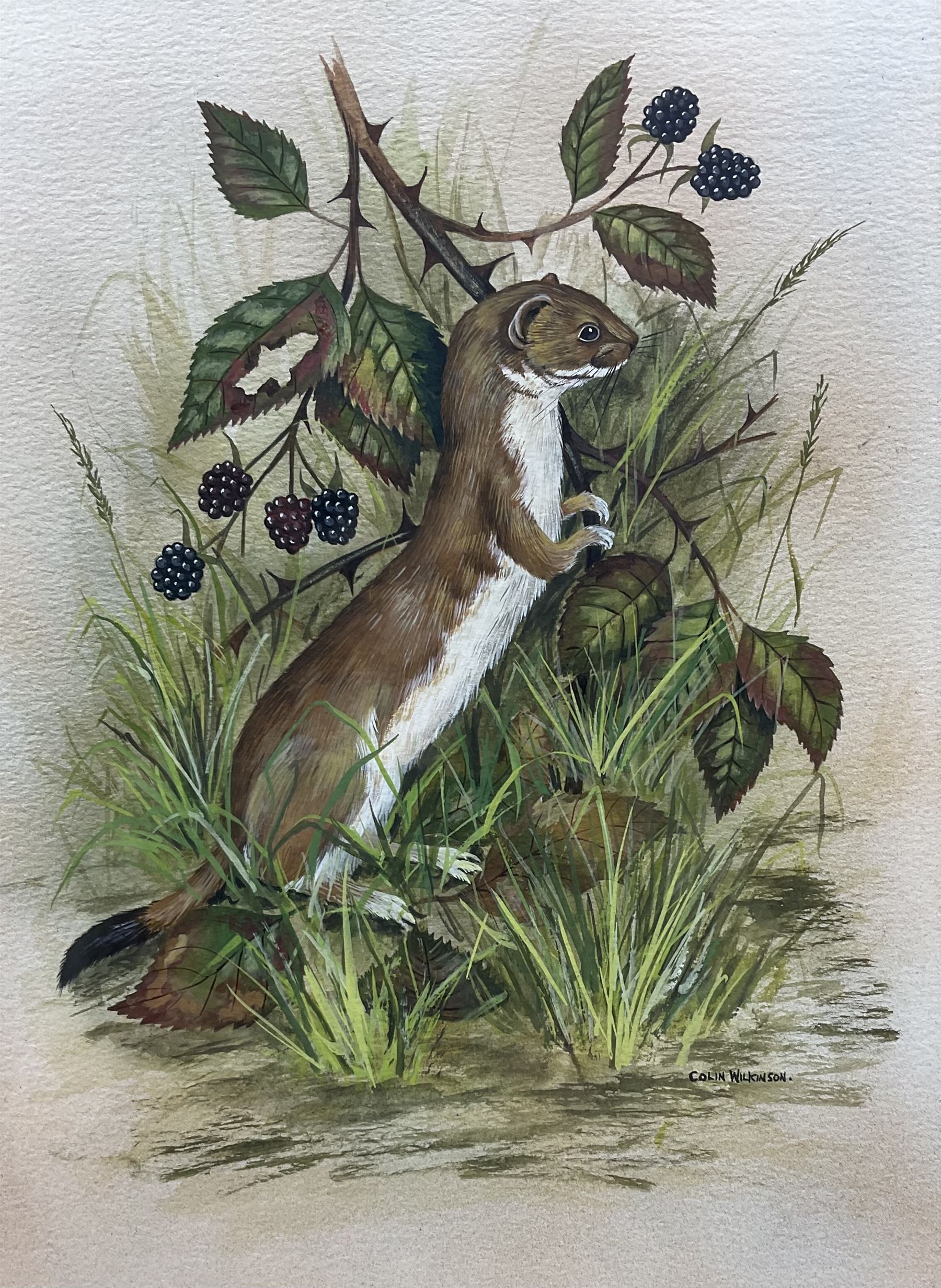 Colin Wilkinson (British 20th century): Study of a Stoat, watercolour signed 35cm x 26cm