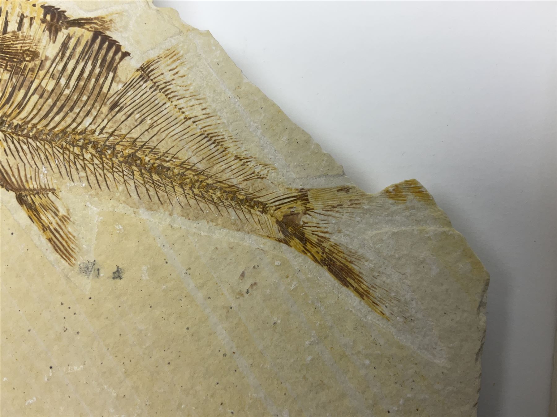 Three fossilised fish (Knightia alta) each in an individual matrix, age; Eocene period, location; Green River Formation, Wyoming, USA, largest matrix H9cm, L15cm