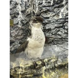 Taxidermy: Cased Little Auk (Alle alle), immature full mount, stood upon a painted faux rock ledge,the backdrop as a cliff with moss, enclosed within a ebonised angled four-glass display case, H32cm