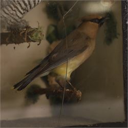 Taxidermy; cased bird diorama, common Cuckoo (Cuculus canorus), two Cedar Waxwing (Bombycilla cedrorum) and Noprthern Wheatear (Oenanthe oenanthe) each perched upon a branch, within a single pane ebbonised case, H33cm, L40cm 