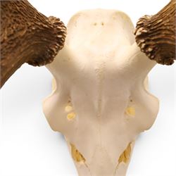 Antlers/Horns - Pair of Red Deer (Cervus elaphus) antlers on skull, H100cm