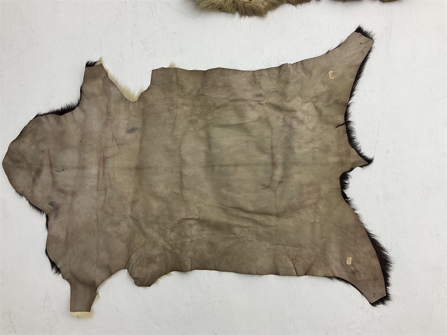 Taxidermy; Goat (Capra aegagrus hircus) pelt and deer (Cervidae) pelt, largest example L127cm