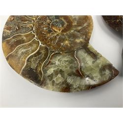 Two ammonite fossil slices, with polished finish, age: Cretaceous period, location: Madagascar, D10cm