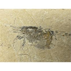 Two fossilised shrimp (Aeger tipularius) each in an individual matrix, age; Cretaceous period, location; Carpopenaeus callirostris Hjoula, Lebanon, largest matrix H9cm, L10cm