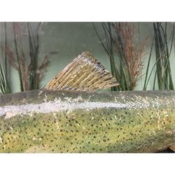 Taxidermy: Brown trout (Salmo trutta), skin mount set above a pebbled river bed with reeds and ferns, against blue painted back drop, enclosed within an ebonised bow-front display case, with 'Costa Beck May 27th 1911, Weight 2 1/2lbs', inscribed to the glass, H34cm, L58cm 