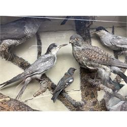 Taxidermy; cased bird diorama, to include Red-neck Pheasants (Phasianus colchicus) adult mounts hen and cock, Common Kestrel (Falco tinnunculus), Common Blackbird (Turdus merula), Starling (Sturnus vulgaris) and others,  in a naturalistic setting, encased within a single pane display case, H66cm, L97cm