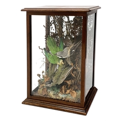Taxidermy: Victorian cased display, comprising Green Woodpecker, Shrike, and Parrot, in naturalistic setting, within a glazed mahogany case, H51cm, W38.5cm