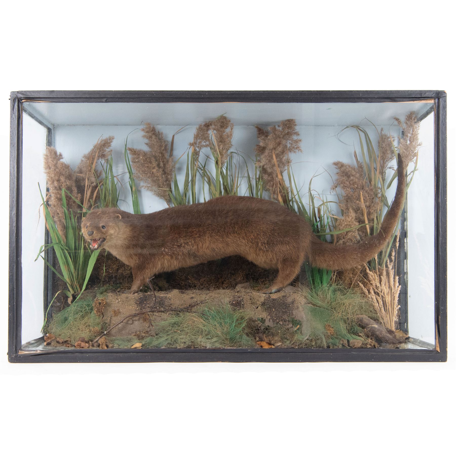 Taxidermy: late Victorian cased European Otter (Lutra lutra), full adult amount with head turning to the front with mouth open faux rock, upon soil covered groundwork, set against a pale blue painted back drop, enclosed within an ebonised three pane glass case, 