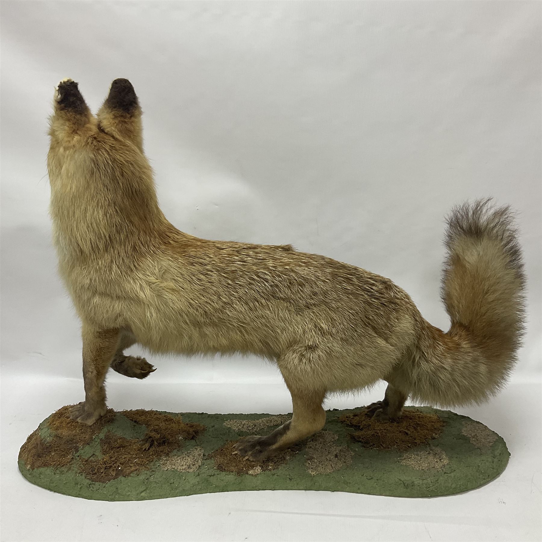 Taxidermy: European Red Fox (Vulpes vulpes), full mount adult on open display with standing alert with ears forward front paw raised, upon a naturalist base, H62cm, L78cm