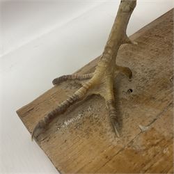 Taxidermy; pair of Common Pheasants (Phasianus Colchicus), white cock and hen adult mounts, upon a wooden base, H51cm  