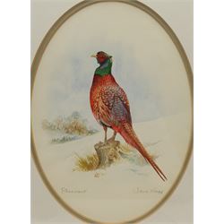 Jane Nagy (British 20th century): 'Pheasant', watercolour signed and titled 27cm x 20cm