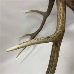 Taxidermy: Red Deer (Cervus elaphus), adult male imperial stag shoulder mount looking straight ahead, eleven point antlers, mounted upon a shaped wooden shield, D65cm
