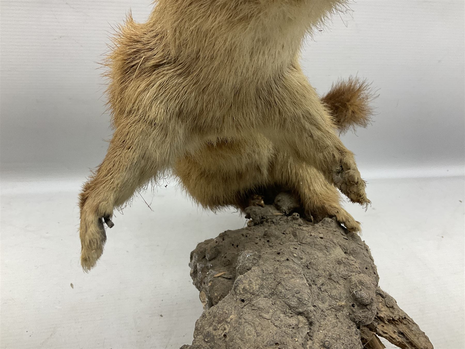 Taxidermy; Pine Marten (Martes martes) or similar, full adult mount mounted on a naturalistic branch, together with a weasel (Mustela) on a wooden plinth, pine marten H34cm