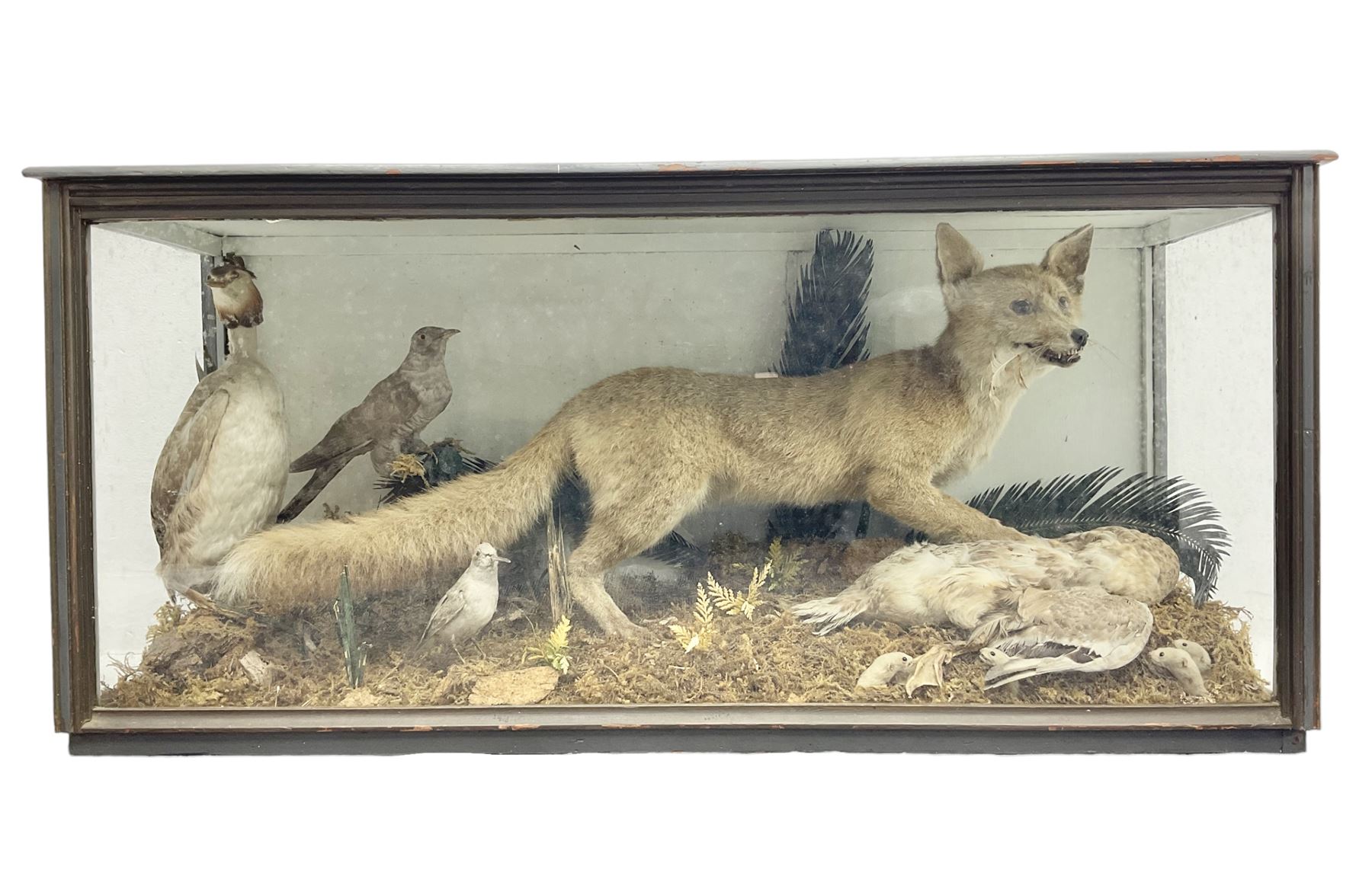 Taxidermy: 19th century cased display Red Fox (Vulpes vulpes) with pray, weasels (Mustela), Great Crested Grebe (Podiceps cristatus), and other birds in a naturalistic setting against a painted backboard, encased within an ebonised three pane display case, H56cm D38cm W113cm