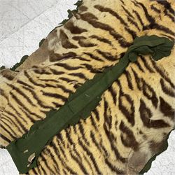 Skins/Hides: Victorian Tiger skin rug (tigris tigris), with green backing with scalloped edges,  L188cm  