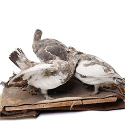 Taxidermy - English Grey Partridge (Perdix Perdix), three adult mounts upon naturalistic setting, including base W73cm