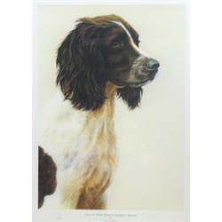 Nigel Hemming (British 1957-): 'Liver & White English Springer Spaniel', limited edition colour print signed and numbered 175/200 in pencil 35cm x 25cm