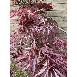 Large glazed planter with acer tree - THIS LOT IS TO BE COLLECTED BY APPOINTMENT FROM DUGGLEBY STORAGE, GREAT HILL, EASTFIELD, SCARBOROUGH, YO11 3TX