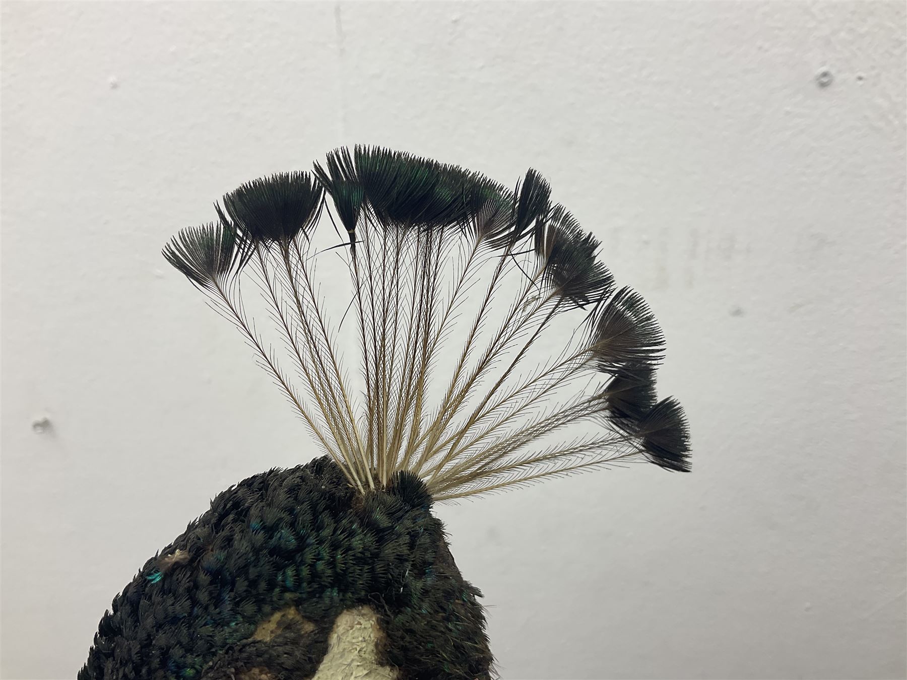 Taxidermy: Indian Peacock (Pavo cristatus), full mount adult cock bird facing forward, with tail hanging below, mounted upon an ebonised plinth, H140cm