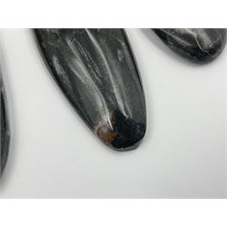 Ten individual polished orthoceras fossils, age; Devonian period, location; Morocco, largest L13cm, W4cm