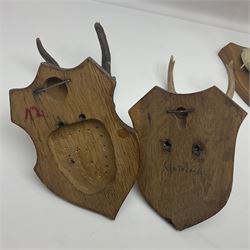 Antlers/Horns: Roe Deer (Capreolus capreolus) ten pairs of roe deer antlers mounted upon wooden shields, shield H19cm 