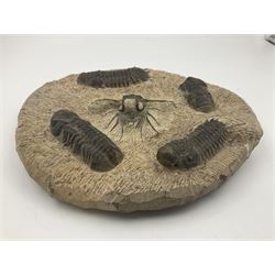 Montage group of trilobites in stone matrix, showing four Crotalocephalina gibba and one Dicranurus monstrosus to the centre, age; Devonian period, location; Morocco, D23cm 