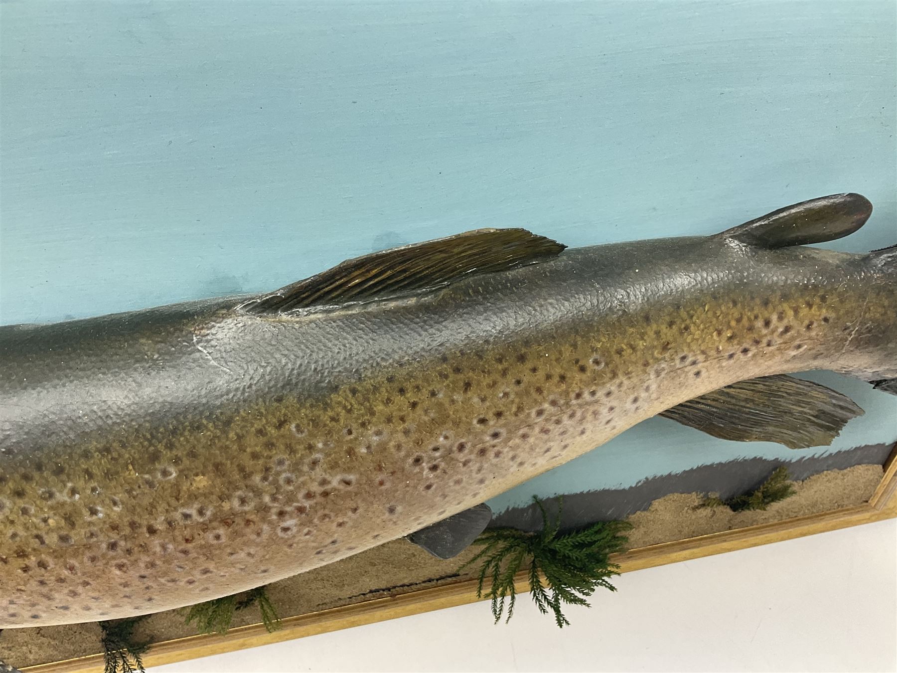 Taxidermy: Brown trout (Salmo trutta), skin mount on open display set against blue painted back drop with a gilt frame, H55cm, L89cm 