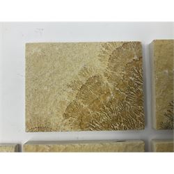 Six dendrite crystals each in an individual sandstone plaque, each plaque H6cm, L8cm