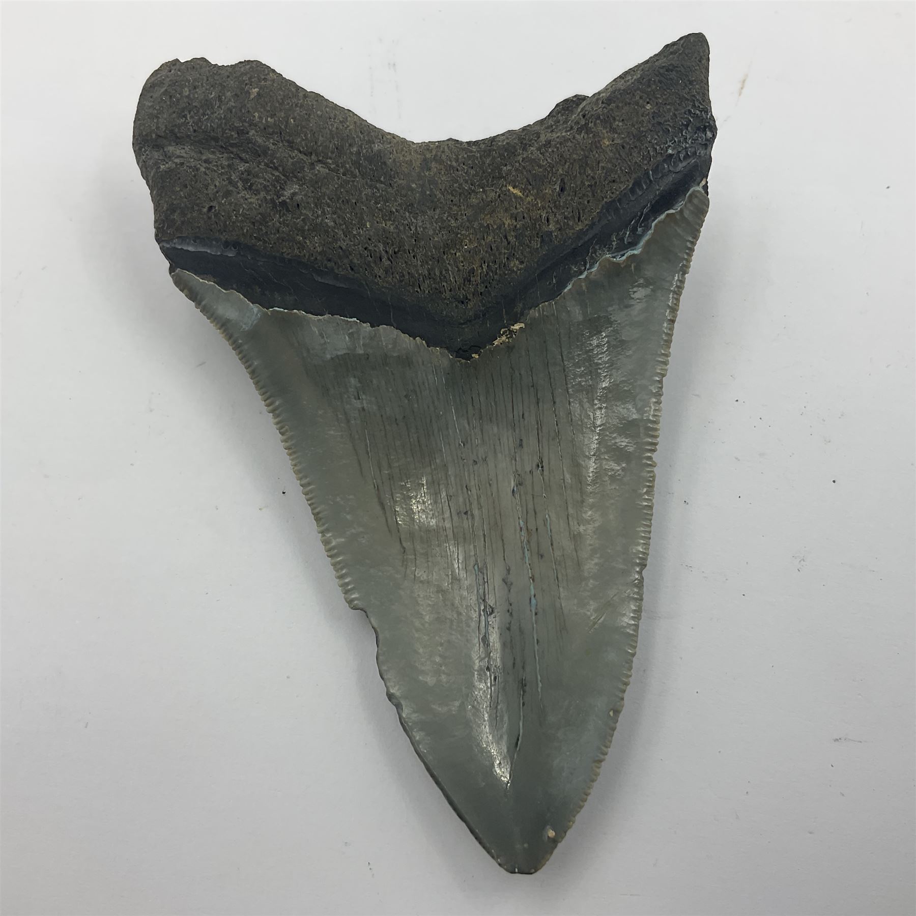 Megalodon (Otodus Megalodon) tooth fossil, age; Miocene period, H9cm, W7cm