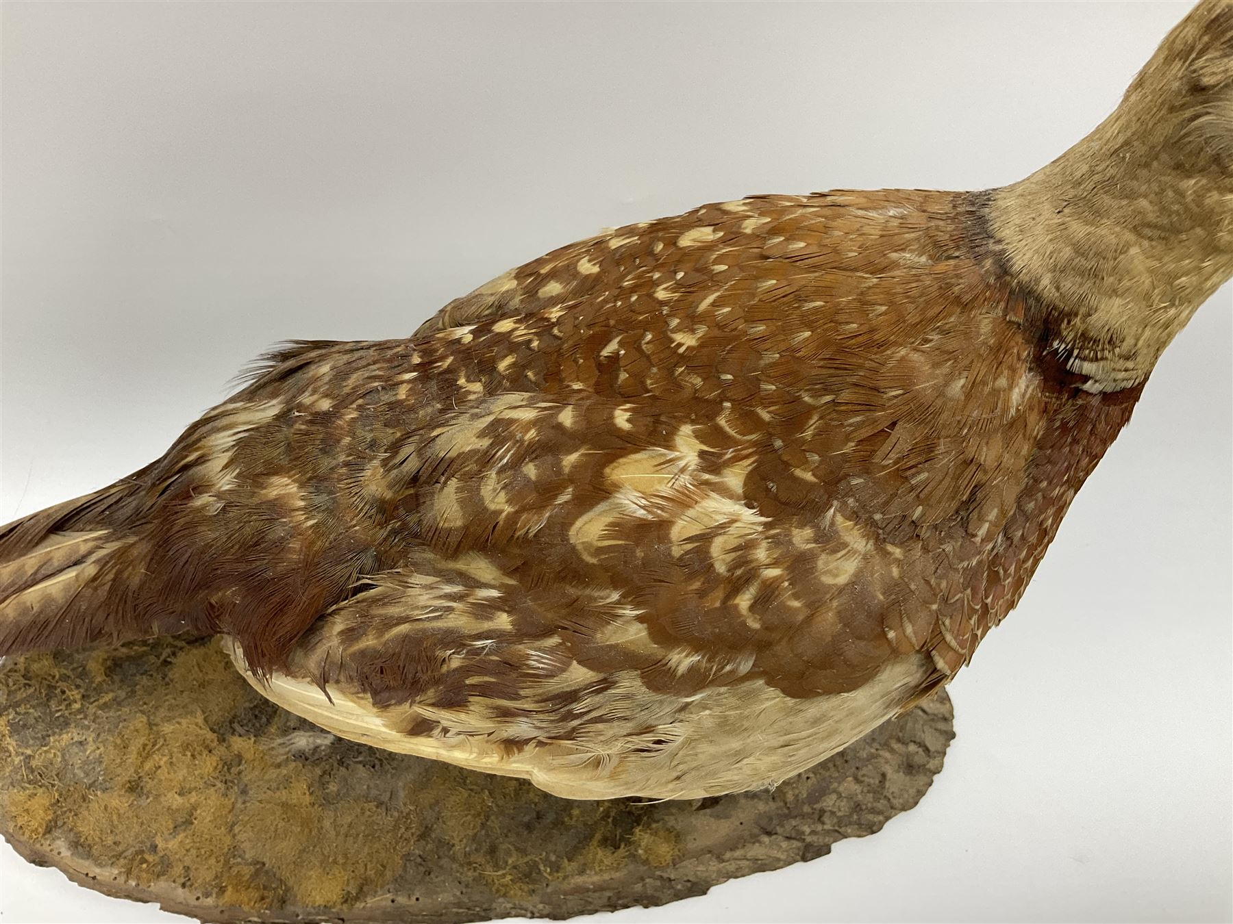 Taxidermy; Ring-necked Pheasant (Phasianus colchicus), adult female mount on open display, together with Pair of Hartebeest (Alcelaphus buselaphus) horns with upper skull, mounter upon a wooden shield, pheasant H40cm 