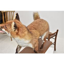 Taxidermy: Red Fox (Vulpes vulpes), full adult mount stood with mouth agape and mounted on an oak stepped plinth, H49cm