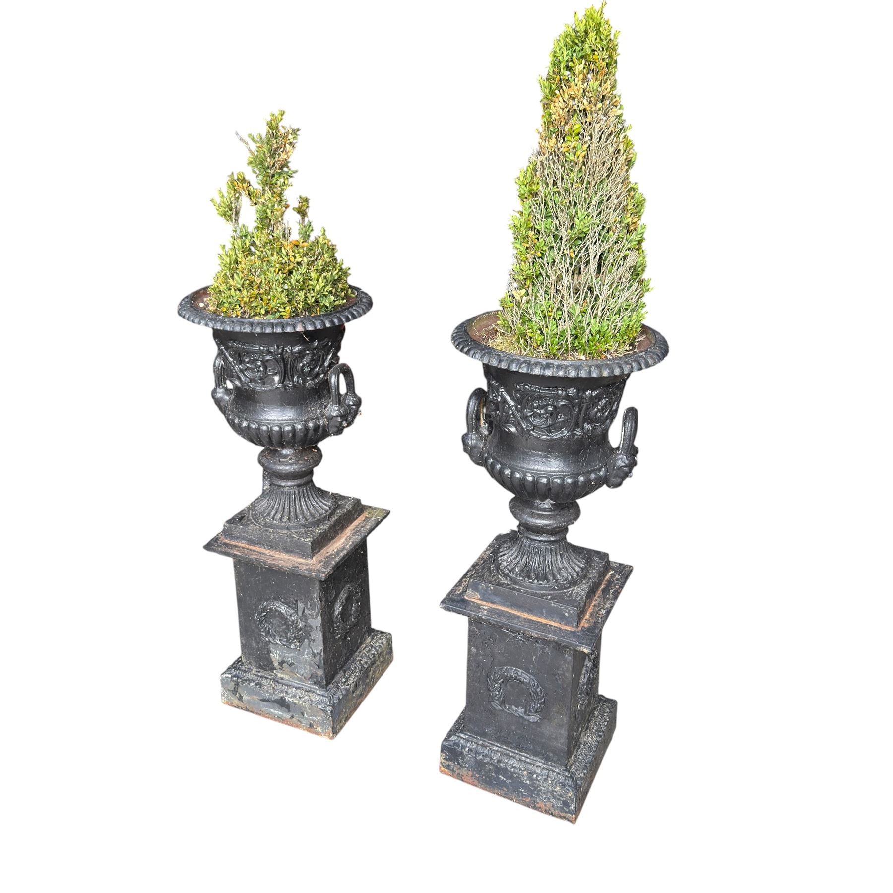 Pair of Victorian cast iron campana form garden urns, the gadrooned flared edge over a scrolling acanthus relief body, with twin male mask handles to each side, over a lobed underbelly with fluted socle, the rectangular pedestals with relief floral garlands and stepped base, in rustic black-painted finish, planted