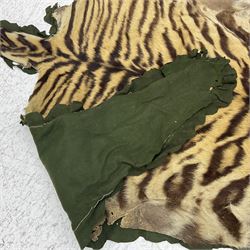 Skins/Hides: Victorian Tiger skin rug (tigris tigris), with green backing with scalloped edges,  L188cm  